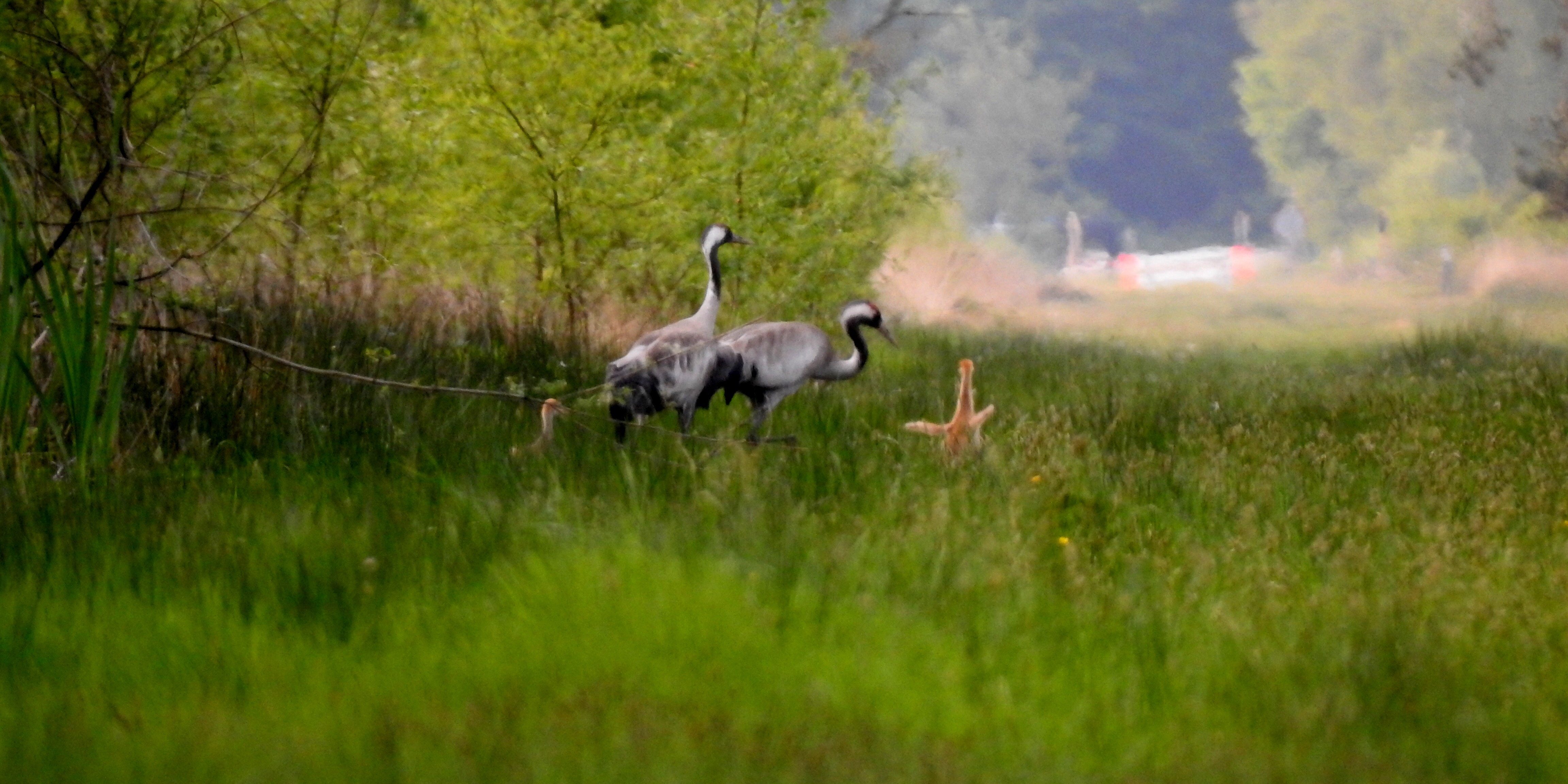 Kraanvogels met jongen