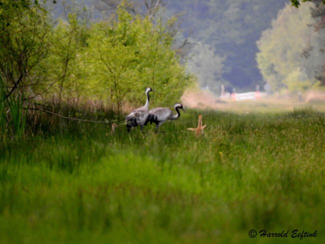 Kraanvogels met jongen